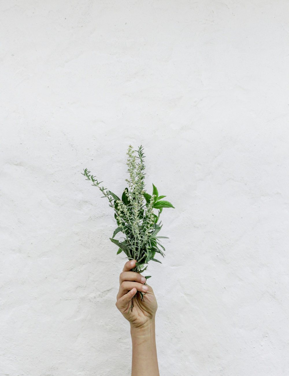 A hand holding a bunch of fresh herbs
